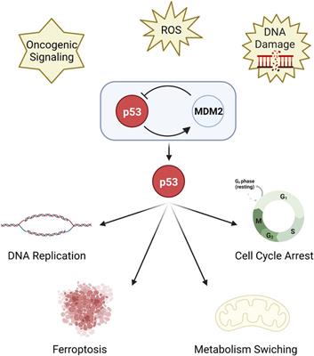 p53 mutation and deletion contribute to tumor immune evasion